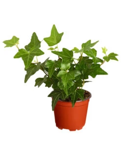 Efeu, Verschiedene Sorten -Biohort || LECHUZA Verkaufsgeschäft 7211261 PR FS 003 HederaT9DehnerExpressZS