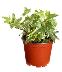 Efeu, Verschiedene Sorten -Biohort || LECHUZA Verkaufsgeschäft 7211261 PR FS 004 HederaT9DehnerExpressZS