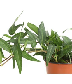 Efeu, Verschiedene Sorten -Biohort || LECHUZA Verkaufsgeschäft 7211261 WE DE 001 HederaMixDehnerExpressHerzig