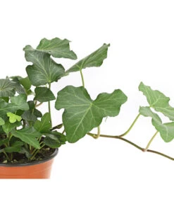 Efeu, Verschiedene Sorten -Biohort || LECHUZA Verkaufsgeschäft 7211261 WE DE 002 HederaMixDehnerExpressHerzig