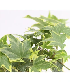 Efeu, Verschiedene Sorten -Biohort || LECHUZA Verkaufsgeschäft 7211261 WE DE 003 HederaMixDehnerExpressHerzig