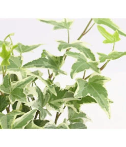 Efeu, Verschiedene Sorten -Biohort || LECHUZA Verkaufsgeschäft 7211261 WE DE 004 HederaMixDehnerExpressHerzig