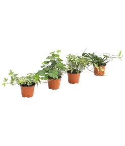 Efeu, Verschiedene Sorten