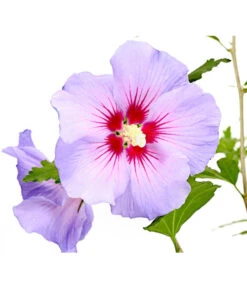Hibiskus 'Blue Chiffon®' - Garten-Eibisch