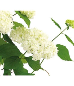 Schneeball-Hortensie 'Annabelle®' -Biohort || LECHUZA Verkaufsgeschäft 7219967 PR DE 001 HydrangeaHortensieAnnabelle3LDehnerExpressHerzig