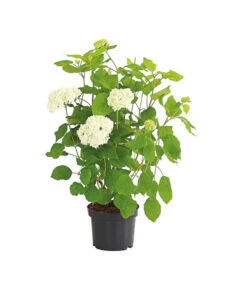 Schneeball-Hortensie 'Annabelle®' -Biohort || LECHUZA Verkaufsgeschäft 7219967 PR FS 001 HydrangeaHortensieAnnabelle3LDehnerExpressHerzig