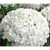 Schneeball-Hortensie 'Annabelle®' -Biohort || LECHUZA Verkaufsgeschäft 7219967 WE MO 011 HydrangeaHortensieAnnabelle3L