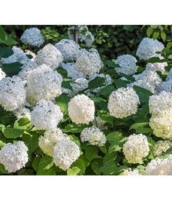 Schneeball-Hortensie 'Annabelle®' -Biohort || LECHUZA Verkaufsgeschäft 7220056 PR DE 0005 HydrangeaArborescensAnnabelleRetLuckner2014
