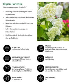 Rispen-Hortensie 'Limelight®' -Biohort || LECHUZA Verkaufsgeschäft 7224165 WE IG 001 RispenHortensie