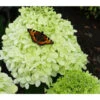 Rispen-Hortensie 'Limelight®' -Biohort || LECHUZA Verkaufsgeschäft 7224322 HydrangeaPaniculataClasen