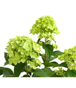 Rispen-Hortensie 'Limelight®' -Biohort || LECHUZA Verkaufsgeschäft 7224322 WE DE 001 HydrangeaRispenhortensieLimelight3LDehnerExpressHerzig