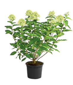 Rispen-Hortensie 'Limelight®' -Biohort || LECHUZA Verkaufsgeschäft 7224322 WE FS 002 HydrangeaRispenhortensieLimelight3L