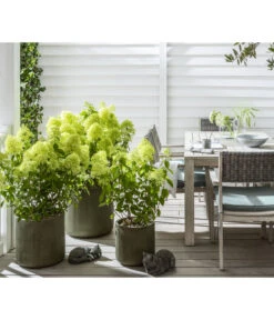 Rispen-Hortensie 'Limelight®' -Biohort || LECHUZA Verkaufsgeschäft 7224322 WE MO 001 LandhausgartenHydrangeaLimelightGC202112