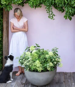 Rispen-Hortensie 'Limelight®' -Biohort || LECHUZA Verkaufsgeschäft 7224322 WE MO 001 PaniculataRispenhortensie Hortensie