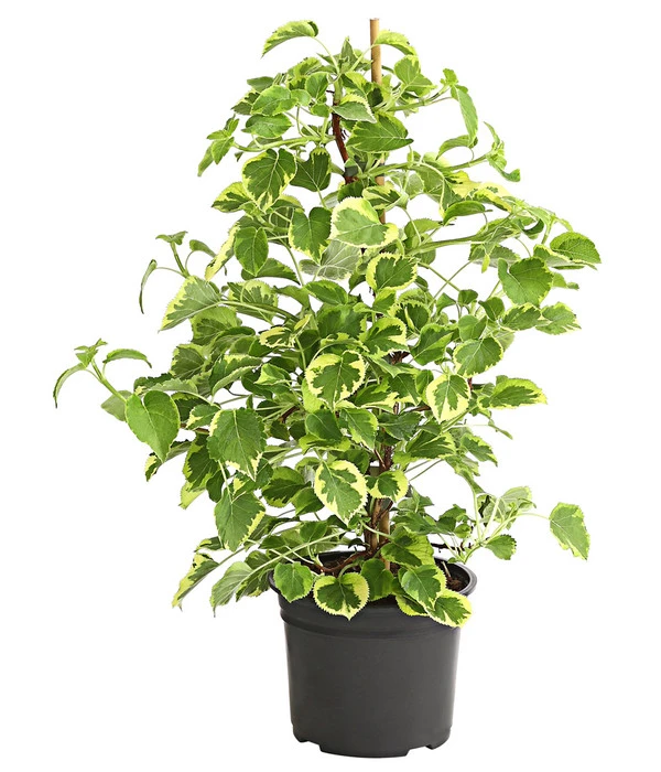 Kletter-Hortensie 'Miranda' - Hydrangea 3 Kletter-Hortensie 'Miranda' - Hydrangea