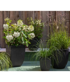 Rotstielige Rispen-Hortensie -Biohort || LECHUZA Verkaufsgeschäft 7225089 WE MO 002 Hortensien GC11 2020