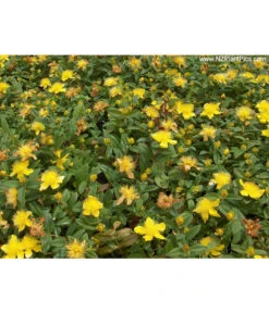 Niedriges Johanniskraut 9 Niedriges Johanniskraut -Biohort || LECHUZA Verkaufsgeschäft 7227937 Bild 001 HypCalycinumAllgreen