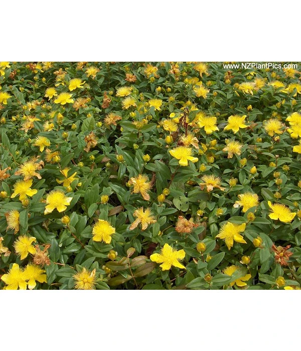 Niedriges Johanniskraut 6 Niedriges Johanniskraut – Bild 4