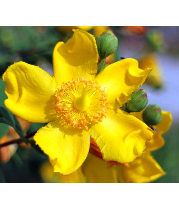 Niedriges Johanniskraut 3 Niedriges Johanniskraut