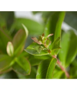 Niedriges Johanniskraut 8 Niedriges Johanniskraut -Biohort || LECHUZA Verkaufsgeschäft 7227937 WE DE 001 HypericumCalycinumDehnerExpressZS