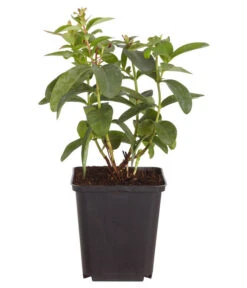 Niedriges Johanniskraut 7 Niedriges Johanniskraut -Biohort || LECHUZA Verkaufsgeschäft 7227937 WE FS 001 HypericumCalycinumDehnerExpressZS