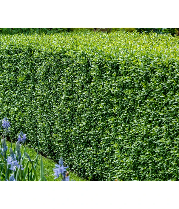 5 Meter Wintergrüner Liguster 'Atrovirens', 15 X Ca. 100-150 Cm 4 5 Meter Wintergrüner Liguster 'Atrovirens', 15 X Ca. 100-150 Cm – Bild 2