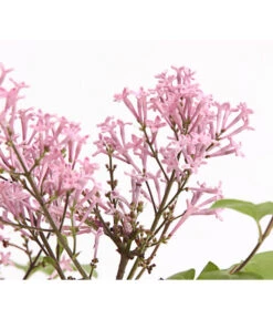 Chinesischer Zwerg-Flieder 'Palibin' -Biohort || LECHUZA Verkaufsgeschäft 7274061 PR DE 001 SyringaFliederMeyeriPalibin3LDehnerExpressHerzig