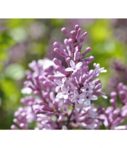 Chinesischer Zwerg-Flieder 'Palibin'