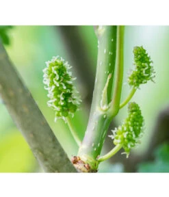 Schwarzer Maulbeerbaum -Biohort || LECHUZA Verkaufsgeschäft 7295439 PR DE 001 SchwarzerMaulbeerbaumMorusNigraPrivatgartenLucknerMai2017