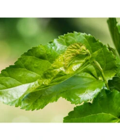 Schwarzer Maulbeerbaum -Biohort || LECHUZA Verkaufsgeschäft 7295439 PR DE 002 SchwarzerMaulbeerbaumMorusNigraPrivatgartenLucknerMai2017