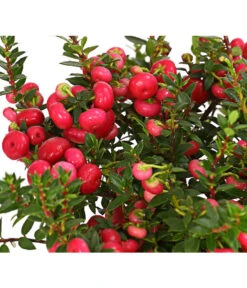 Torfmyrte, Rot -Biohort || LECHUZA Verkaufsgeschäft 7301401 PR DE 001 PernettyaTorfmyrteRotDehnerExpressHerzig