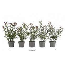 1-1,5 Meter Purpur-Glanzmispel 'Carre Rouge', 5 X Ca. 35 Cm