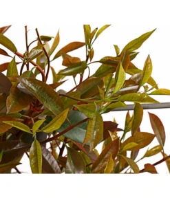 Purpur-Glanzmispel 'Red Robin', Ca. 150-160 Cm -Biohort || LECHUZA Verkaufsgeschäft 7305311 WE DE 001 PhotiniaGlanzmispelRedRobin50LSpalierDehnerExpressHerzig