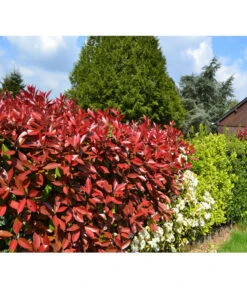 Purpur-Glanzmispel 'Red Robin' -Biohort || LECHUZA Verkaufsgeschäft 7305626 PhotiniaHeckePixabay