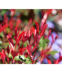 Purpur-Glanzmispel 'Red Robin' -Biohort || LECHUZA Verkaufsgeschäft 7305816 WE MO 001 PhotiniaRedRobinDehnerExpressHerzig