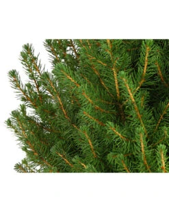 Zuckerhutfichte 'Conica' -Biohort || LECHUZA Verkaufsgeschäft 7315047 PR DE 001 PiceaZuckerhutfichteGlauceConica75LDehnerExpressHerzig