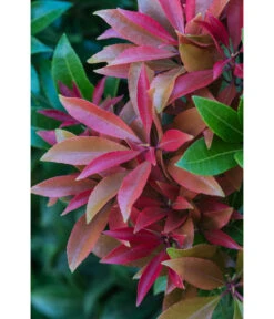 Dehner Schattenglöckchen, Japanische Lavendelheide 'Mountain Fire' -Biohort || LECHUZA Verkaufsgeschäft 7322696 PR DE 001 PierisJaponicaMountainFire