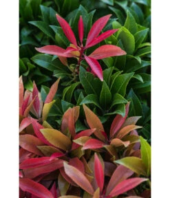 Dehner Schattenglöckchen, Japanische Lavendelheide 'Mountain Fire' -Biohort || LECHUZA Verkaufsgeschäft 7322696 PR DE 002 PierisJaponicaMountainFire