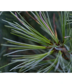 Dehner Weymouths-Kiefer 'Blue Shag' -Biohort || LECHUZA Verkaufsgeschäft 7340052 PR DE 001 PinusStrobusBlueShagRet