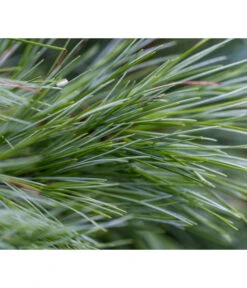 Dehner Weymouths-Kiefer 'Blue Shag' -Biohort || LECHUZA Verkaufsgeschäft 7340052 PR DE 002 PinusStrobusBlueShagRet