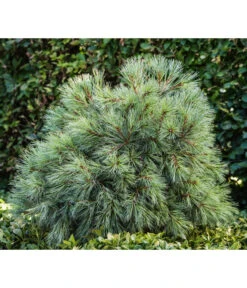 Dehner Weymouths-Kiefer 'Blue Shag' -Biohort || LECHUZA Verkaufsgeschäft 7340052 PR MO 001 PinusStrobusBlueShagRet