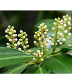 Kirschlorbeer 'Novita' -Biohort || LECHUZA Verkaufsgeschäft 7359706 PR DE 001 KirschlorbeerEtnaPrunLaurEtna