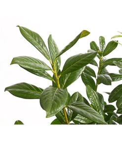 Kirschlorbeer 'Novita' -Biohort || LECHUZA Verkaufsgeschäft 7360068 PR DE 001 PrunusKirschlorbeerNovita12LDehnerExpressHerzig