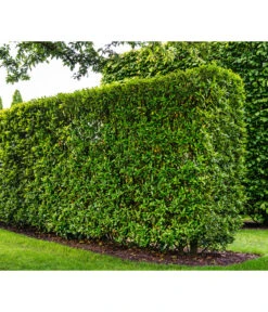 Kirschlorbeer 'Novita' -Biohort || LECHUZA Verkaufsgeschäft 7360530 WE MO 002 Luckner Hecke PrunusNovita