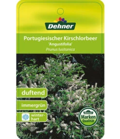Portugiesischer Kirschlorbeer 'Angustifolia' -Biohort || LECHUZA Verkaufsgeschäft 7362833 PortugiesischerKirschlorbeerAngustifolia Etikett 1