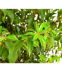 Portugiesischer Kirschlorbeer 'Angustifolia' -Biohort || LECHUZA Verkaufsgeschäft 7362833 WE DE 001 PrunusLusitanicaAngustKirschlorbeer12LDehnerExpressHerzig