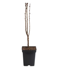 Japanische Blütenkirsche 'Amanogawa' -Biohort || LECHUZA Verkaufsgeschäft 7365208 WE FS 001 PrunusSerrulataAmanogawasaeulenkirsche5l