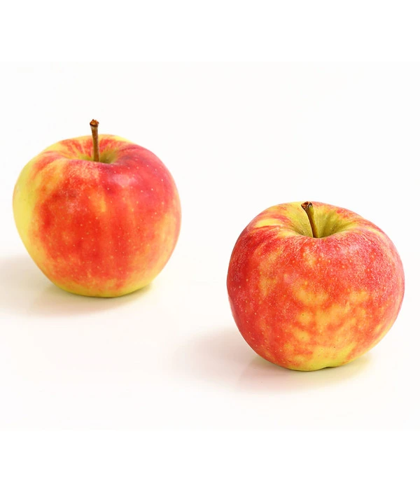 Herbstapfel 'Elstar' 3 Herbstapfel 'Elstar'