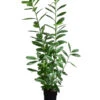Kirschlorbeer 'Novita' -Biohort || LECHUZA Verkaufsgeschäft 7426000 WE FS 001 PrunusLaurocerasusNovitaKirschlorbeer2L