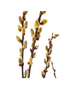 Titelseite 29 Titelseite -Biohort || LECHUZA Verkaufsgeschäft 7463276 BildD 001 KaetzchenWeideSalixCapreaMas